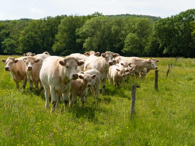 L'Escargot Voyageur ©les Coflocs (3)