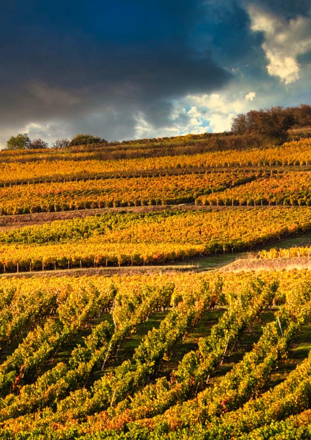 Weinberg Couchois Grand Autunois Tourisme Jean Marc Schwartz