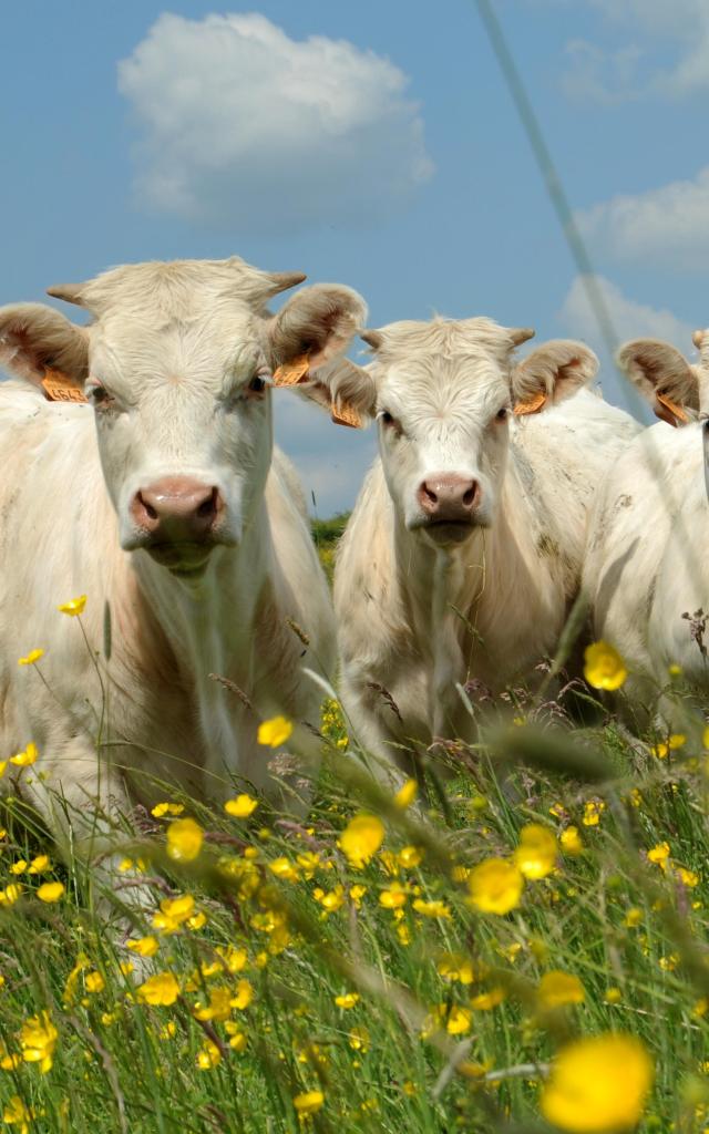 Landwirtschaft Viehzucht