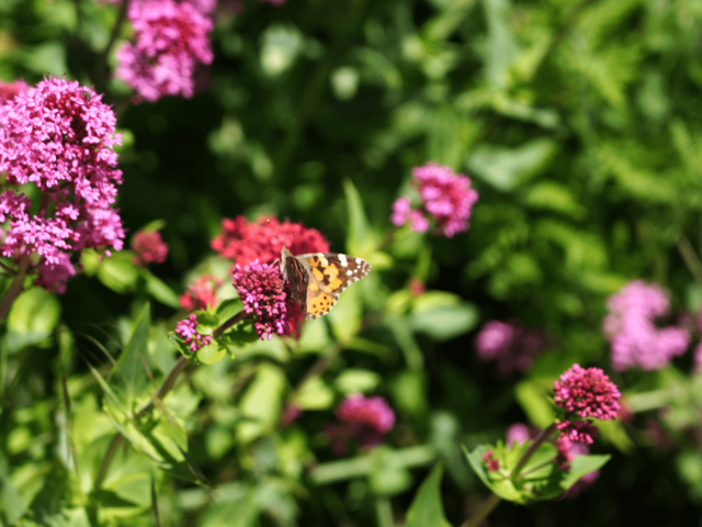 Papillon Fleurs Nature