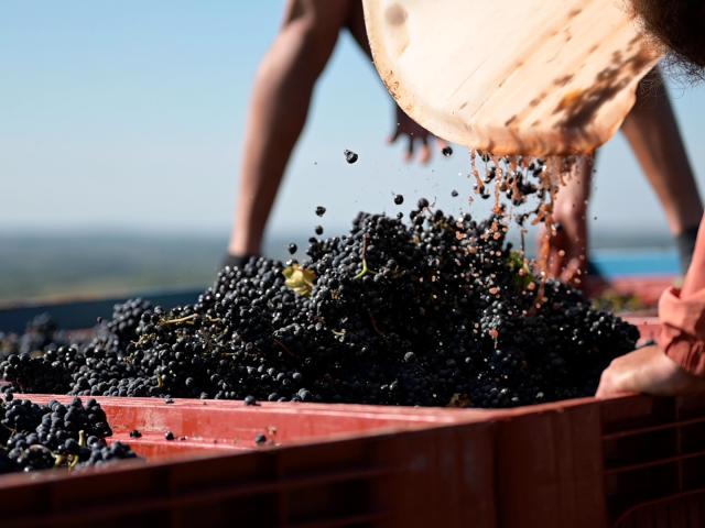 Vendanges à Couches Vincent Royet vins des Côtes du Couchois