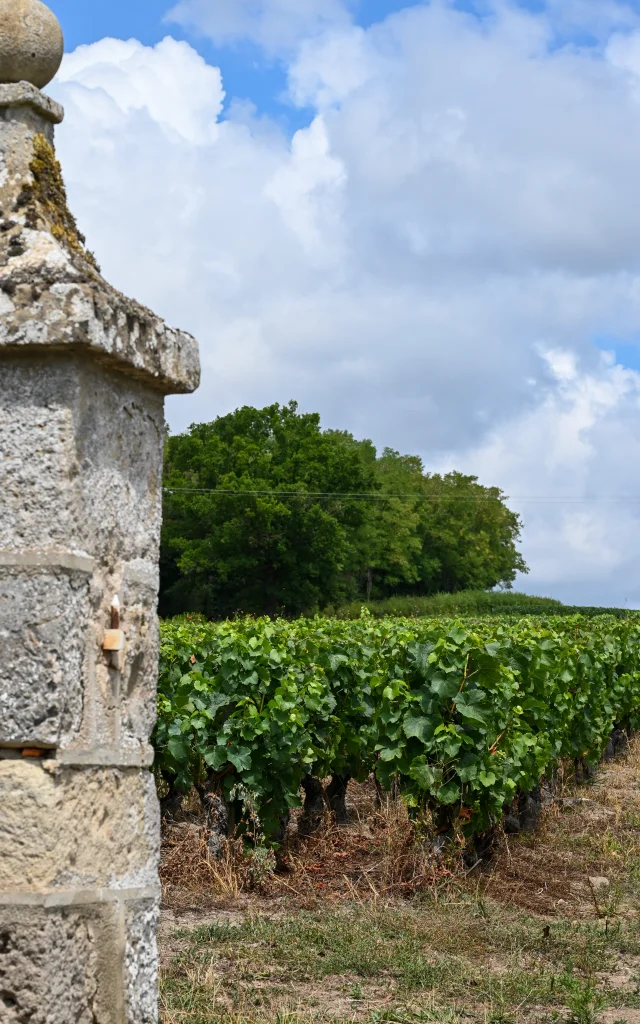 Dracy-lès-Couches vineyard