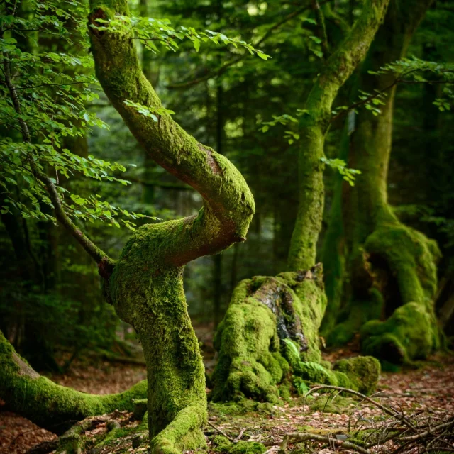 Instagram #instantautun