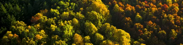 végétation préservée du Morvan